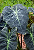 COLOCASIA ESCULENTA ILLUSTRIS