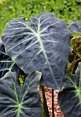 COLOCASIA ESCULENTA ILLUSTRIS