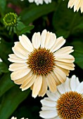 ECHINACEA SOMBRERO SANDY YELLOW