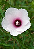 HIBISCUS LUFKIN WHITE