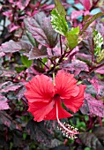 HIBISCUS ROSA-SINENSIS COOPERI