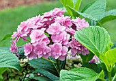 HYDRANGEA MACROPHYLLA VIVA DOUBLICIOUS