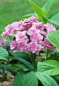 HYDRANGEA MACROPHYLLA VIVA DOUBLICIOUS