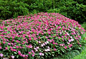 IMPATIENS SUNPATIENS VIGOROUS MAGENTA