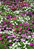 IMPATIENS HAWKERII DIVINE MYSTIC MIX