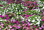 IMPATIENS HAWKERII DIVINE MYSTIC MIX