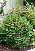 NANDINA DOMESTICA GULF STREAM