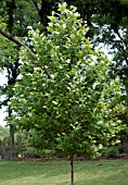 PLATANUS MEXICANA, MEXICAN SYCAMORE