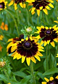 RUDBECKIA HIRTA GOLD BULLION