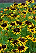 RUDBECKIA HIRTA GOLD BULLION