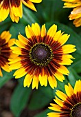 RUDBECKIA HIRTA TOTO RUSTIC