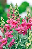 ANTIRRHINUM MAJUS ETERNAL MAGENTA