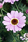 ARGYRANTHEMUM FRUTESCENS REFLECTION BLUSH