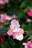 BEGONIA X BENARIENSIS BIG PINK GREEN LEAF