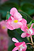 BEGONIA X BENARIENSIS BIG PINK GREEN LEAF