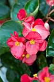 BEGONIA X BENARIENSIS BIG RED GREEN LEAF