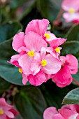 BEGONIA X BENARIENSIS BIG ROSE BRONZE LEAF