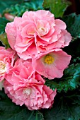 BEGONIA TUBERHYBRIDA NONSTOP PINK