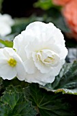 BEGONIA TUBEROSA GOGO WHITE