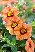 CALIBRACHOA CALLIE APRICOT