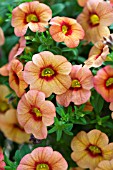 CALIBRACHOA CALLIE APRICOT