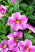 CALIBRACHOA CALLIE STAR PINK