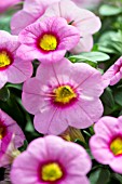 CALIBRACHOA CALLIE WITH PINK EYE