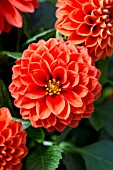 DAHLIA BALLOON ORANGE