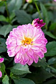 DAHLIA GRANDAHLIA PINK