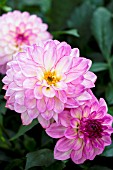 DAHLIA GRANDAHLIA PINK