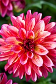 DAHLIA GRANDAHLIA SUNRISE