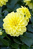 DAHLIA GRANDAHLIA YELLOW
