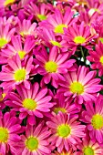 CHRYSANTHEMUM HILO FUCHSIA