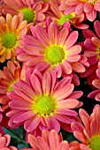 CHRYSANTHEMUM HILO TANGERINE