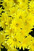 CHRYSANTHEMUM MAKAYLA YELLOW