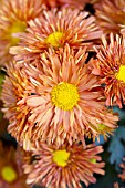 CHRYSANTHEMUM MAKENNA ORANGE