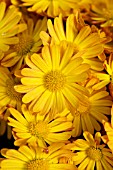 CHRYSANTHEMUM MICHELLE GOLD