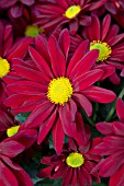 CHRYSANTHEMUM OUTRAGEOUS RED