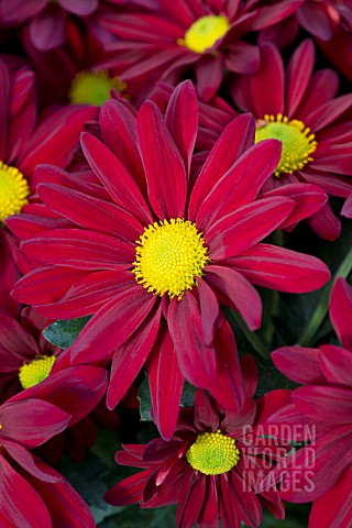 CHRYSANTHEMUM_OUTRAGEOUS_RED
