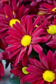 CHRYSANTHEMUM OUTRAGEOUS RED