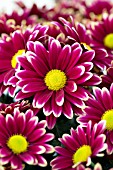 CHRYSANTHEMUM SAND POINT PURPLE BICOLOR