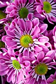 CHRYSANTHEMUM STARLING PINK