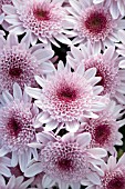 CHRYSANTHEMUM ZENIA ROSE SPRINGS