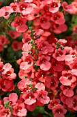 DIASCIA GENTA ORANGE IMPROVED