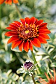 GAZANIA GAZEBRA RED