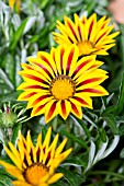 GAZANIA RIGENS BIG KISS YELLOW FLAME