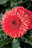 GERBERA JAMESONII CARTWHEEL GLOWING EMBER