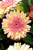 GERBERA JAMESONII CARTWHEEL STRAWBERRY TWIST