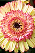 GERBERA JAMESONII CARTWHEEL STRAWBERRY TWIST