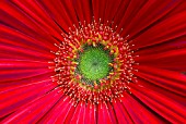 GERBERA JAMESONII ELEPHANT SCARLET